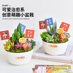 创意多肉盆栽礼盒平安喜乐·吉祥祝福小盆景办公室桌面绿植送礼