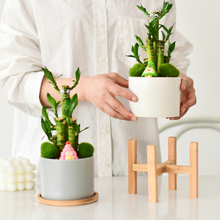 常青步步高花卉 创意富贵竹迷你盆栽室内办公室好养植物绿植四季
