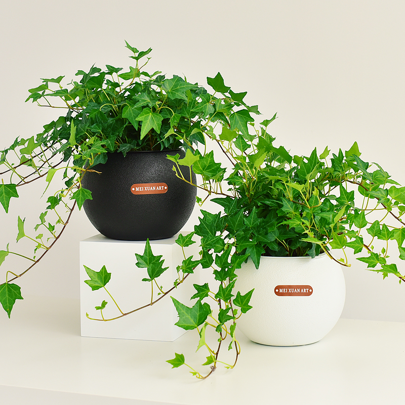 四季绿常春藤球形自吸水培盆栽藤蔓植物桌面办公室内净化空气绿化