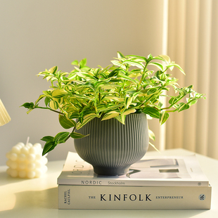 青白玉锦翡翠鸭跖草鸭舌吊兰垂吊植物盆栽藤室外室内阳台净化空气