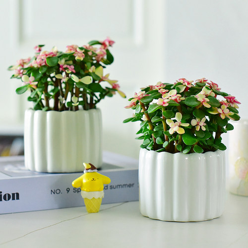 金枝玉叶四季绿植阳台多肉花卉喜光照植物小盆栽办公室内通风好养