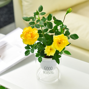 金丝雀月季花盆栽带花苞发货黄玫瑰庭院植物阳台四季开花好养室内