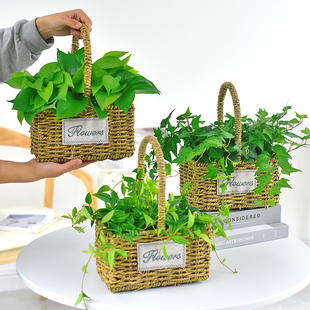 手提绿萝盆栽枫叶常春藤室内绿植钻石翡翠草编吊篮桌面花净化空气
