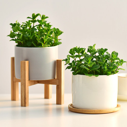 薄荷室内桌面喜阳清新气味提神