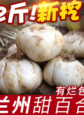 老韩 甘肃兰州新挖新鲜百合500g*2新鲜食用生甜白合非干货特产级