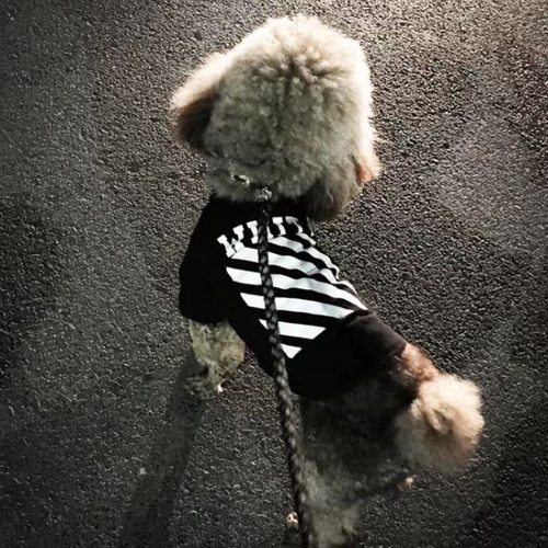 新款狗狗衣服猫咪衣服春秋冬季泰迪博美比熊小型犬猫小狗宠物衣服