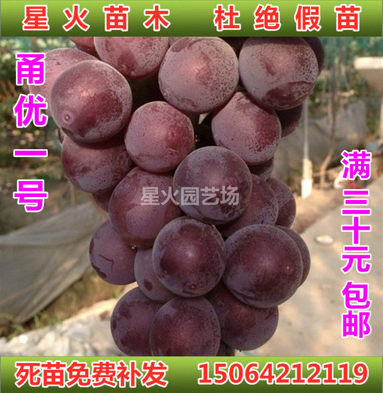 拍一发二甬优一号葡萄苗粒大肉脆南北方种植庭院阳台盆栽山东青岛