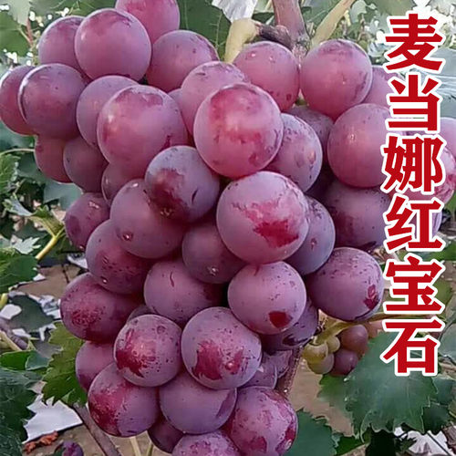 麦当娜红宝石葡萄苗嫁接扦插阳台
