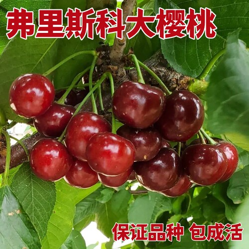 新品种弗里斯科大樱桃苗南北可种