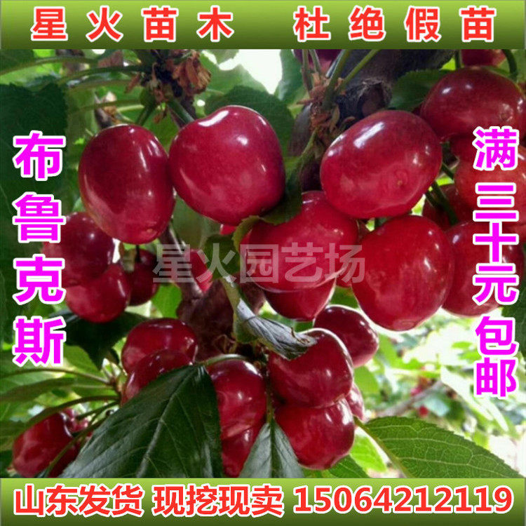 布鲁克斯樱桃树苗嫁接南北可种