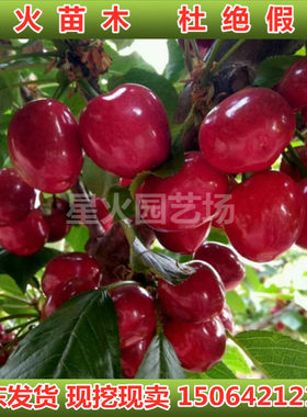 布鲁克斯樱桃树苗嫁接南北可种