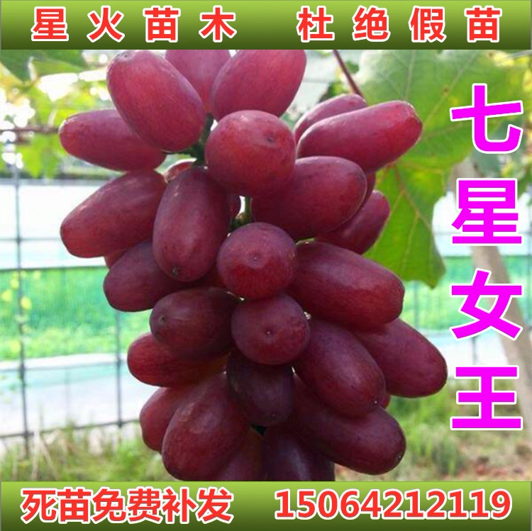 七星女皇葡萄苗早熟七星女王葡萄苗新品种南北方种植葡萄树苗山东