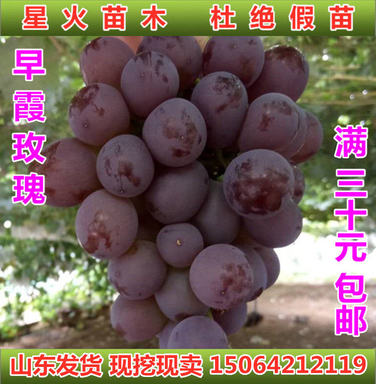 早霞玫瑰葡萄苗早熟抗病南北方种植盆栽地栽阳台庭院新品种葡萄苗