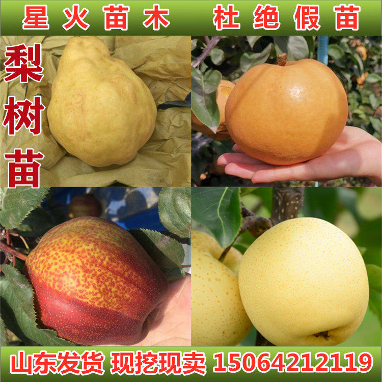 嫁接秋月梨丑梨南水梨圆黄梨早酥红梨黄金梨树苗木南北方种植盆栽