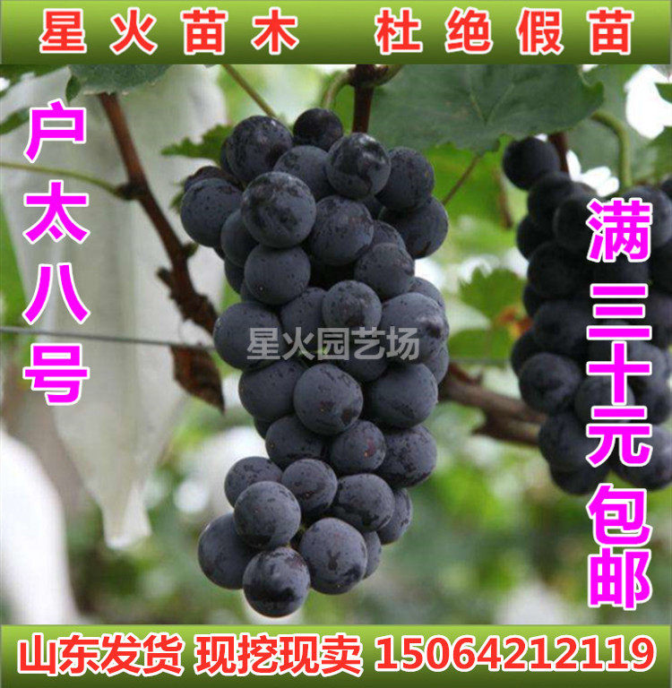户太八号葡萄苗嫁接扦插南北通栽