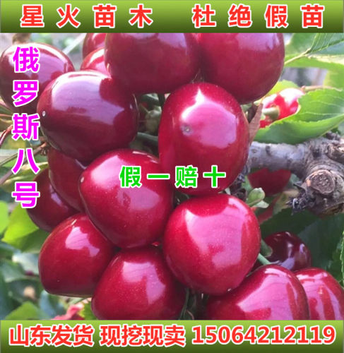 俄罗斯八8号含香车厘子树苗