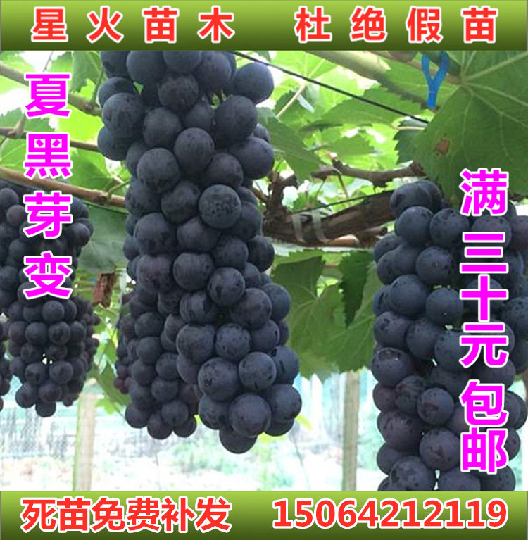 早夏无核葡萄苗嫁接扦插早熟夏黑芽变葡萄树苗山东平度大泽山盆栽
