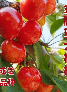金脆蜜车厘子苗大樱桃树苗南北方种植新品种盆栽地栽庭院新品种