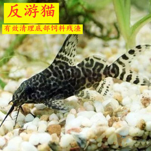 清道夫反游猫有效残渣热带观赏鱼