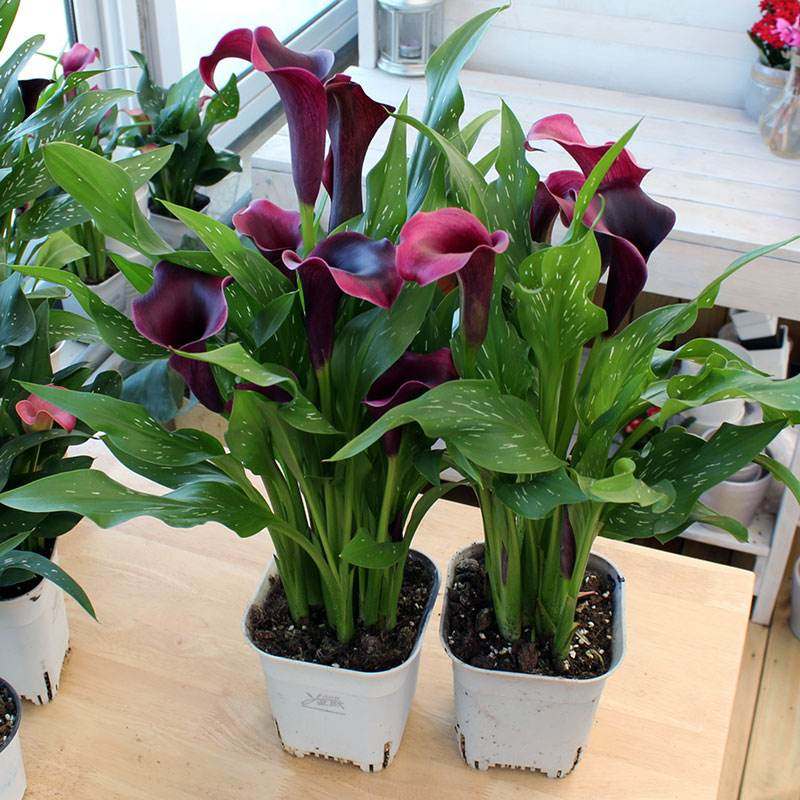 优雅之王    马蹄莲