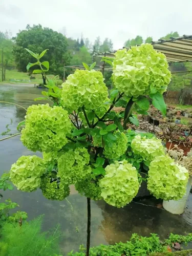 中华木绣球斗球