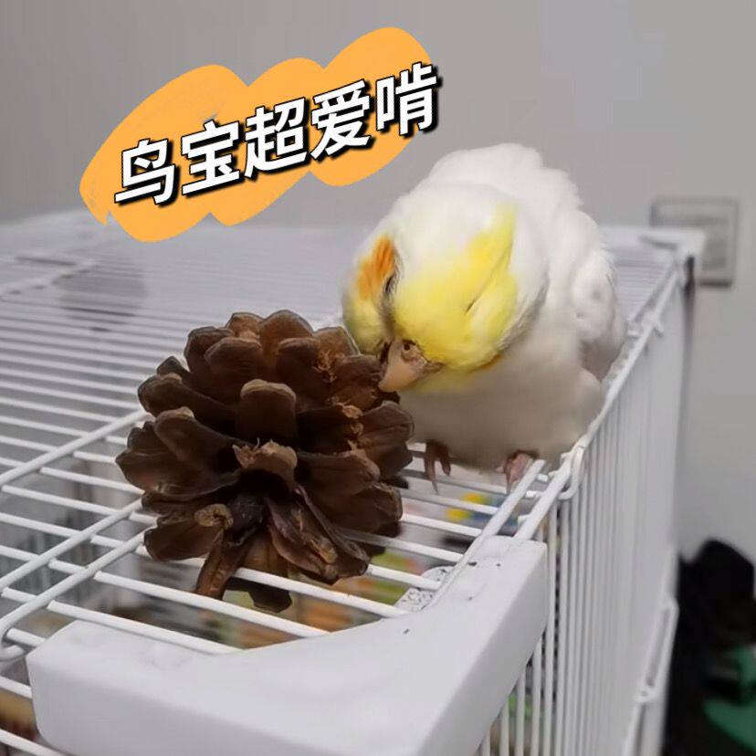 鹦鹉啃咬玩具纯天然鸟类笼内磨牙松球松果玄凤牡丹玩耍磨喙悬挂,宠物/宠物食品及用品,鸟玩具,淘宝优惠券,粉丝福利购,淘宝优惠卷