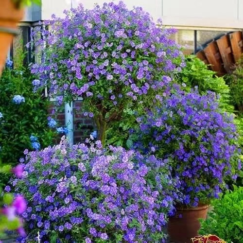 梦幻紫蓝花茄棒棒糖盆栽 花园阳台多年生观花植物四季开花带花