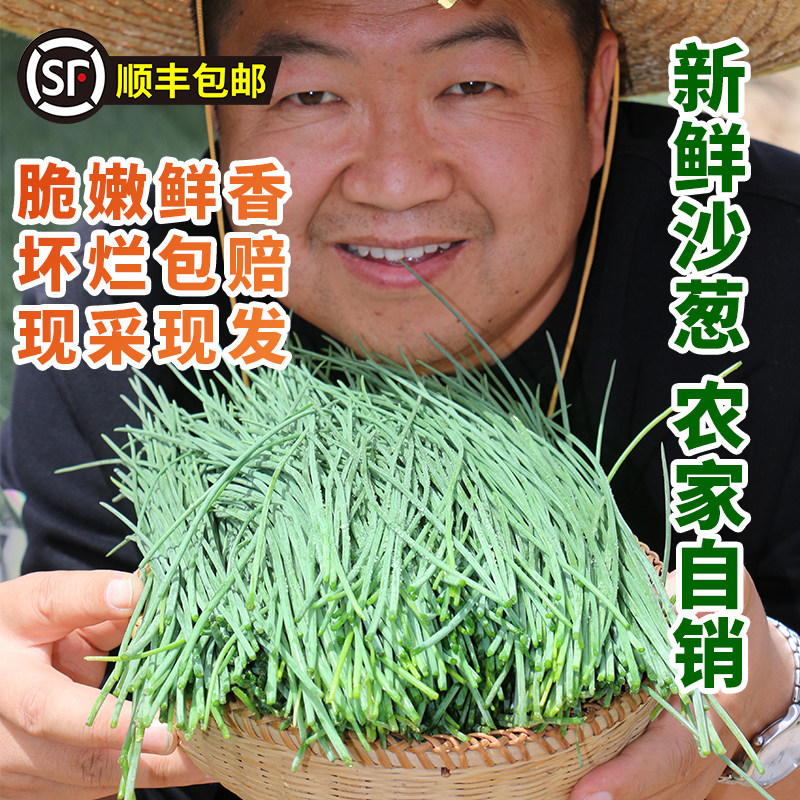 【顺丰上门】甘肃民勤特产新鲜沙葱现采现发净重5斤保鲜发货