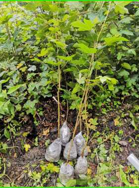枫香叶种植苗黑色染料枫树苗野生育种三角枫广西五色糯米饭黑色苗