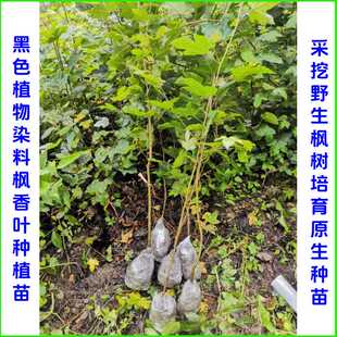 枫香叶种植苗黑色染料枫树苗野生育种三角枫广西五色糯米饭黑色苗