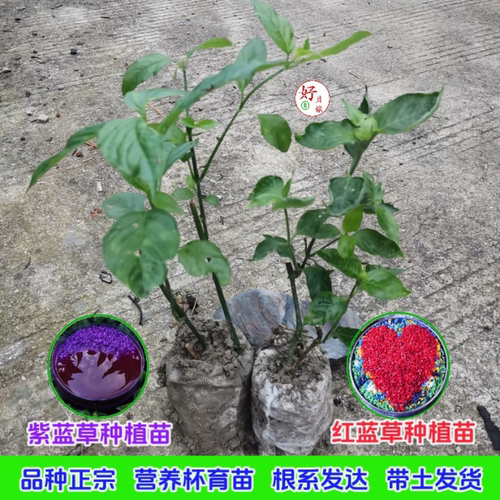 红蓝草紫蓝草花园可食用植物染料