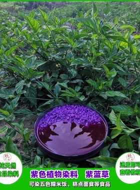 紫蓝草紫色植物染料红蓝草红兰叶广西三月三五色糯米饭七彩染饭草