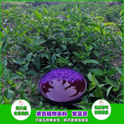紫蓝草紫色植物染料红蓝草红兰叶五色米七彩染饭花草密蒙花蝶豆花