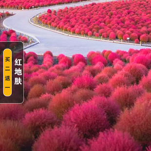 红地肤种子绿地肤扫帚草花籽阳台盆栽植庭院植物观叶花卉花种籽子