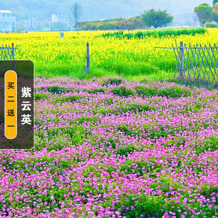 紫云英种子红花草种子蜜源固氮果园绿肥四季牧草种子食用野菜种籽