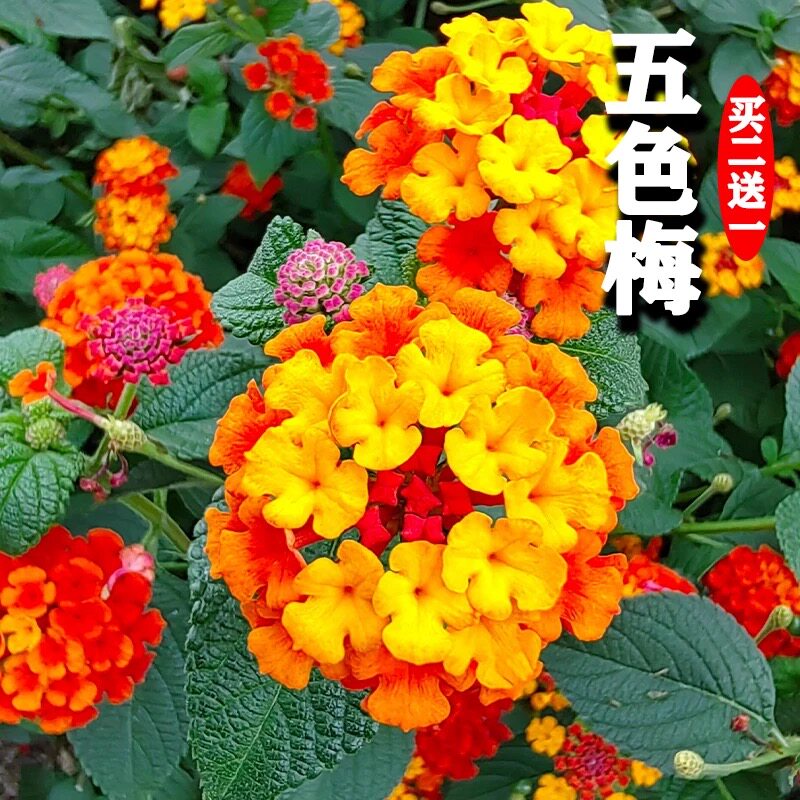 五色梅种子四季庭院驱蚊图片