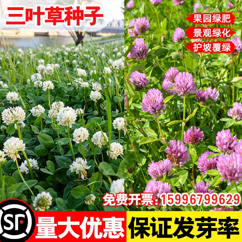 三叶草种子红三叶白三叶种籽幸运家庭园艺种子