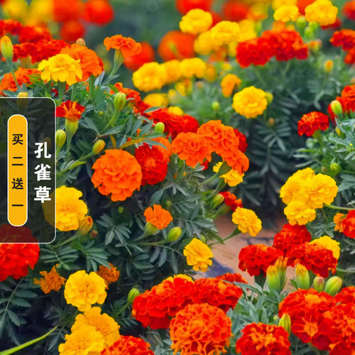 孔雀草花种籽子四季播种开花易活景观绿化耐寒花卉室内外阳台庭院