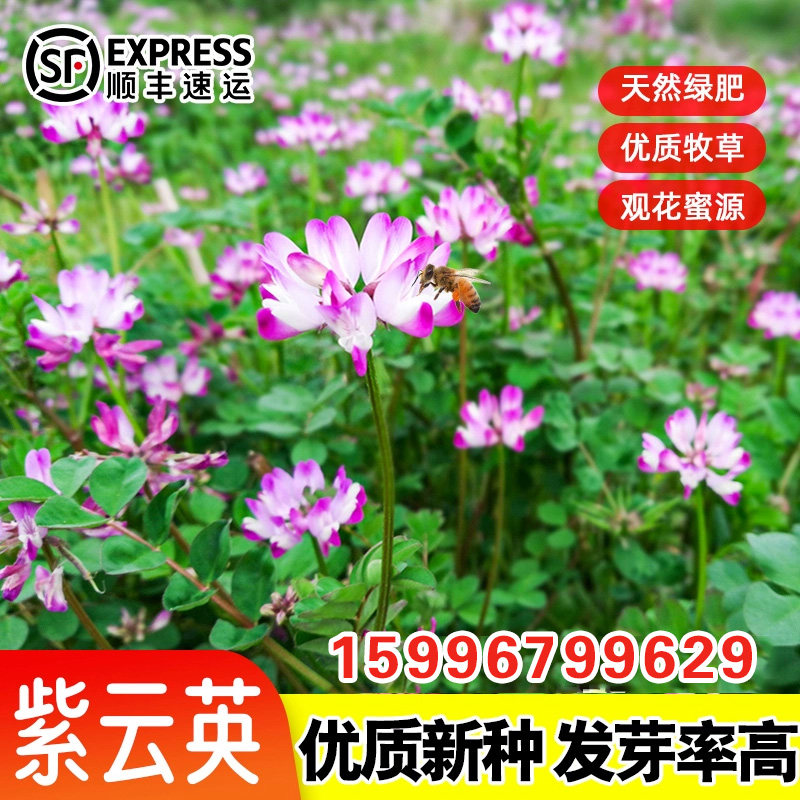 紫云英草种子绿肥种籽红花草养蜂家庭园艺种子