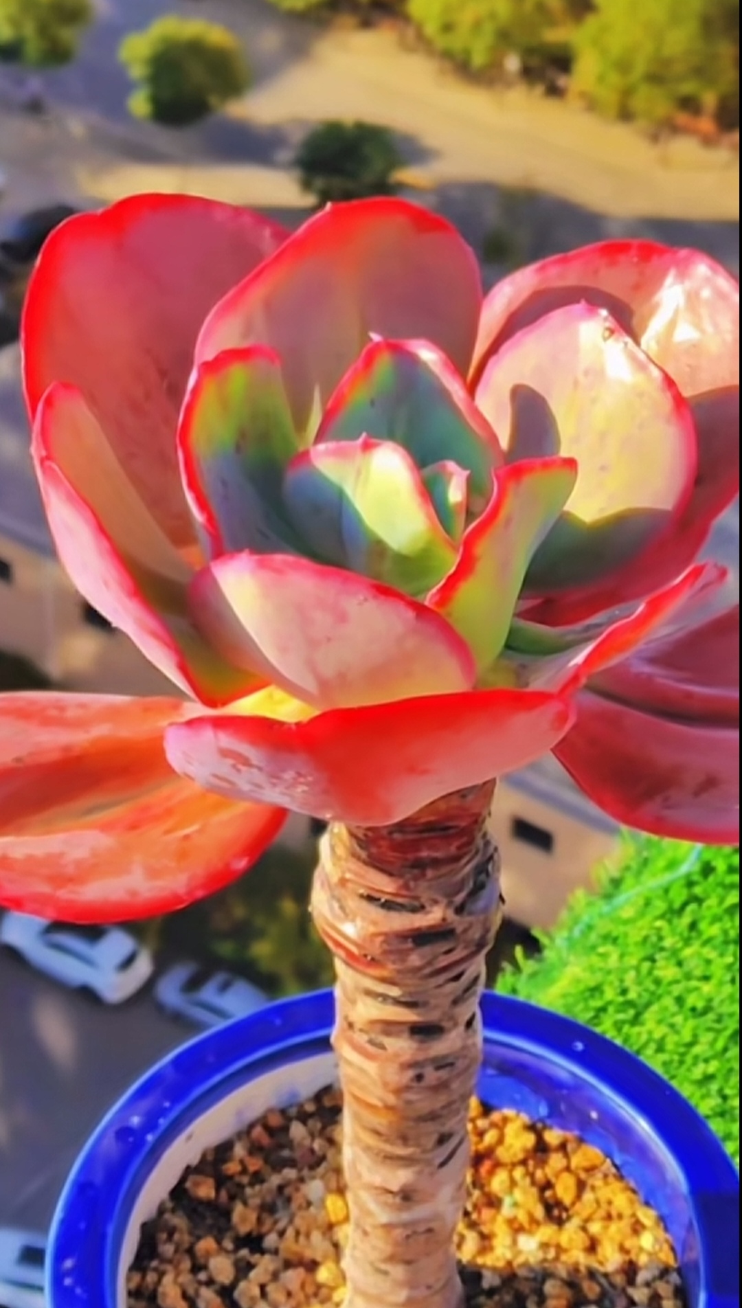瑞蝶老桩多肉植物高贵冷艳时尚美丽蓝色系肉肉精品稀有贵货