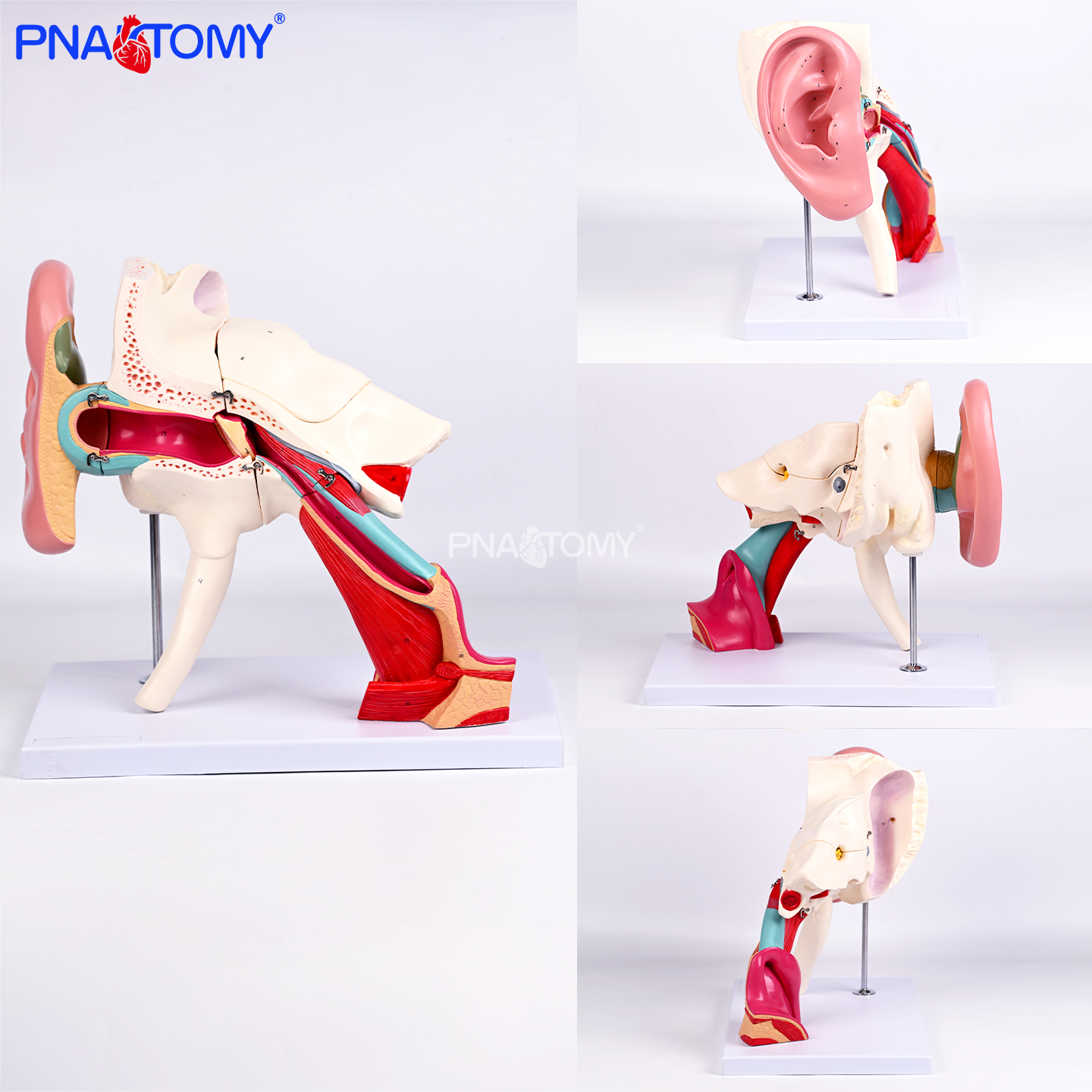 医用耳结构放大模型外中耳内耳清晰听觉系统解剖教学演示标注教具