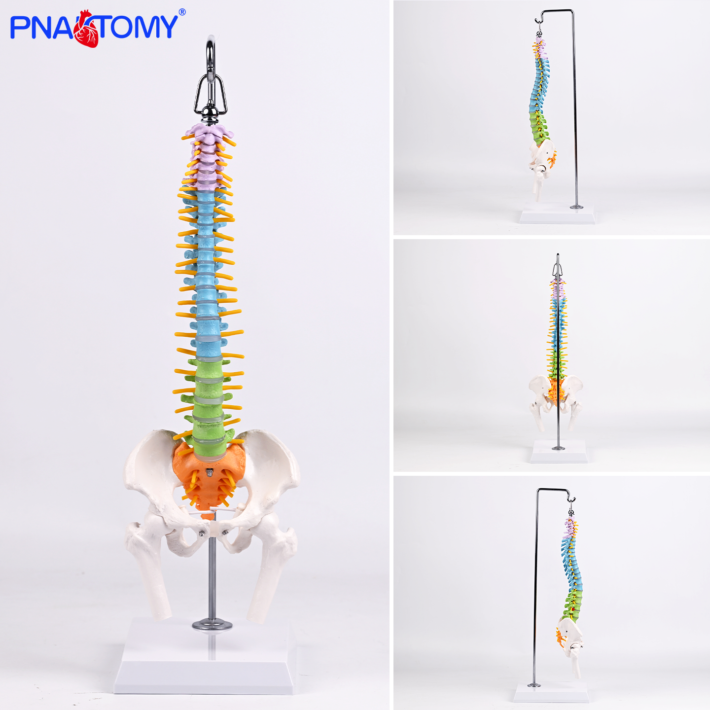 彩色悬挂可弯曲人体骨骼模型股骨结构医用解剖教学骨骼细节标注演