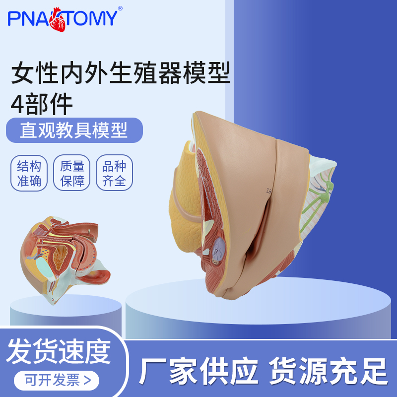 医学教学女性内外生殖器解剖模型子宫卵巢输卵管处女膜教具妇产科