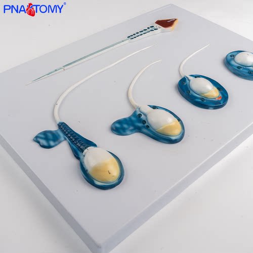 PNATOMY精子模型发育过程