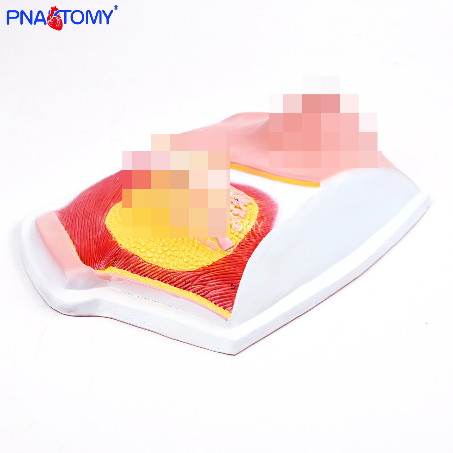 女性乳房解剖教学乳腺结构放大乳晕乳头淋巴结胸肌分层模型实验器,文具电教/文化用品/商务用品,教学标本/模型,淘宝优惠券,粉丝福利购,淘宝优惠卷