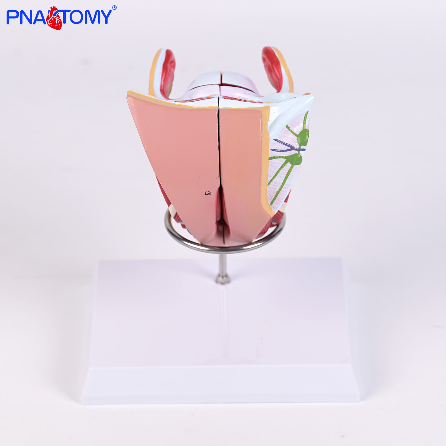 支架女性生殖器4部件模型内外结构可拆解剖细节妇科教学演示道具