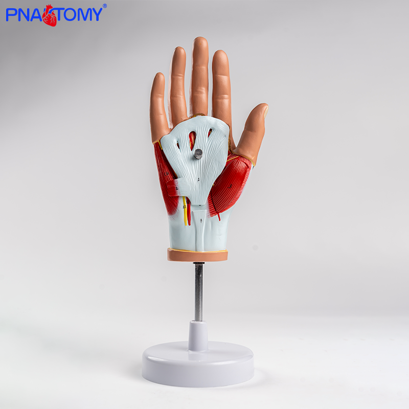 PNATOMY手部肌肉模型关节韧带