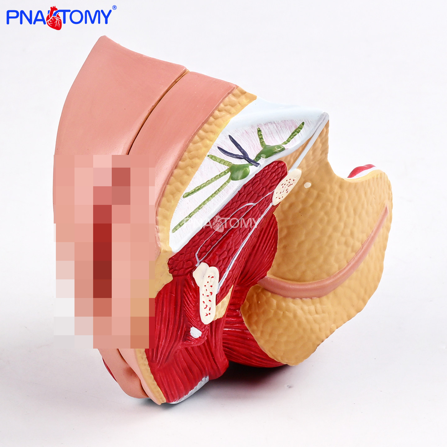 女性内外生殖器4部件解剖模型人体生殖系统子宫阴道妇产科医生培,文具电教/文化用品/商务用品,教学标本/模型,淘宝优惠券,粉丝福利购,淘宝优惠卷