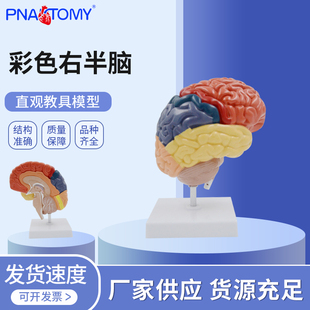 医学彩色右半脑解剖模型额叶颞叶顶叶枕叶神经科学教学仿真教具