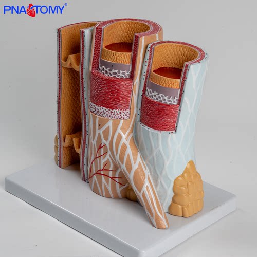 PNATOMY人体血管模型解剖结构